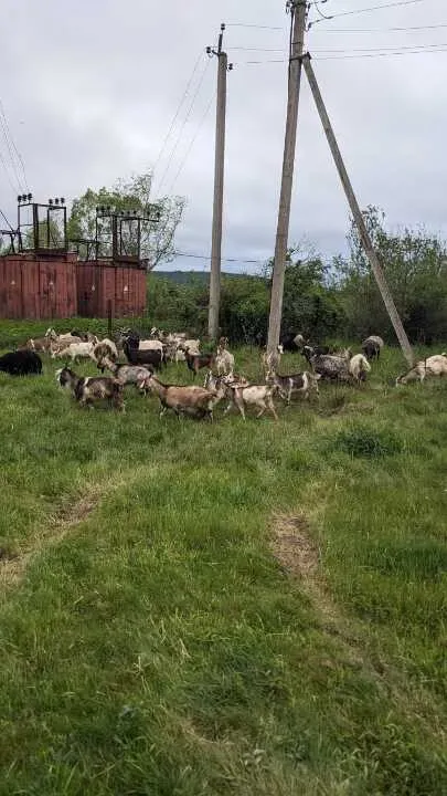 Торги відбудуться 8 жовтня