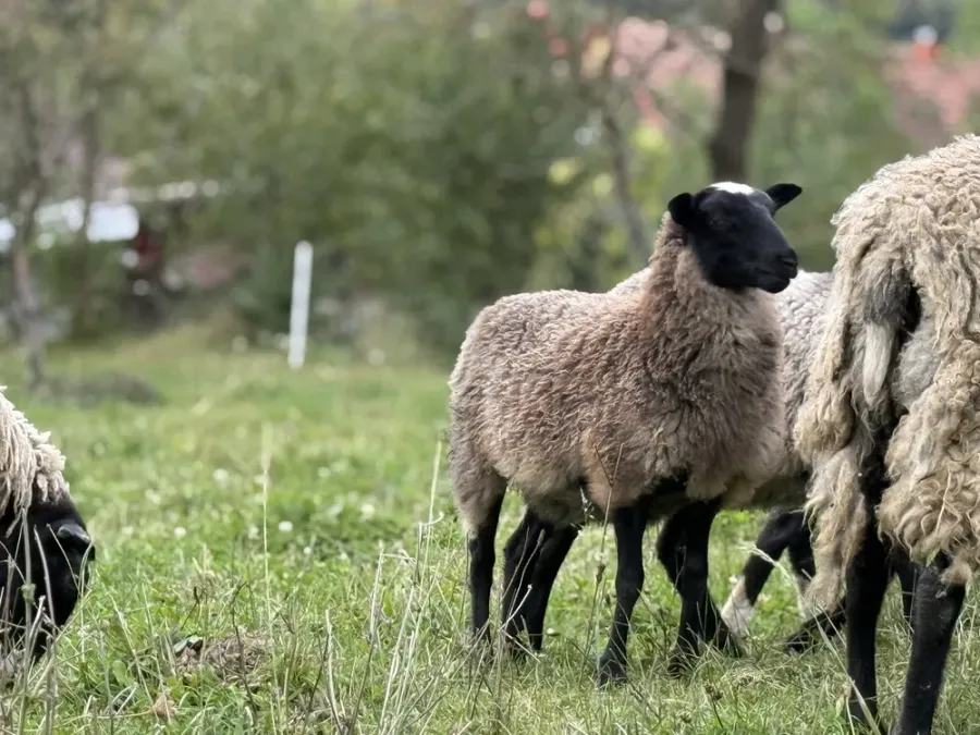 Ілюстроване фото. Вівці рухалися центром дороги, яка не освітлюється