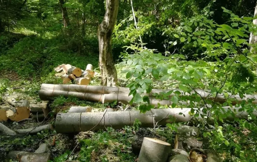 Ілюстроване фото. У Новиці невідомі здійснили незаконну порубку дерев