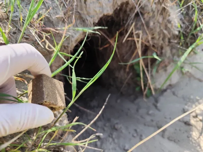 Ілюстроване фото. Принада має вигляд невеликих брикетів, всередині яких міститься капсула із вакциною