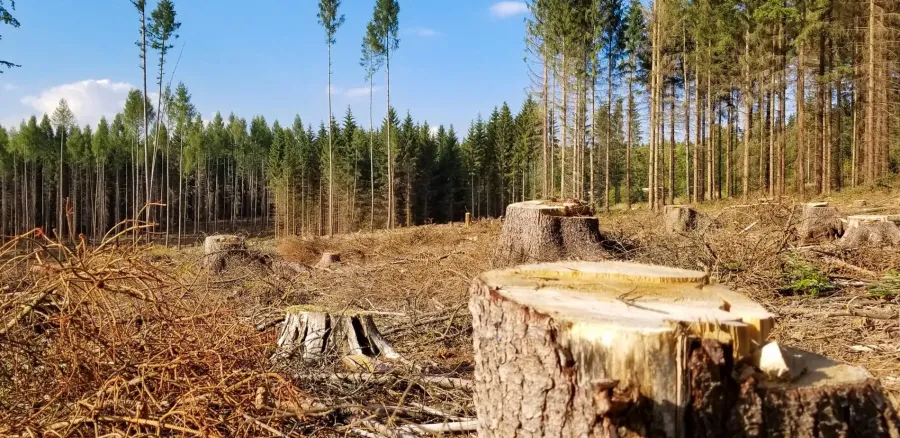 Ілюстроване фото. Майстра лісу відсторонено від посади, обрано запобіжний захід у вигляді домашнього арешту