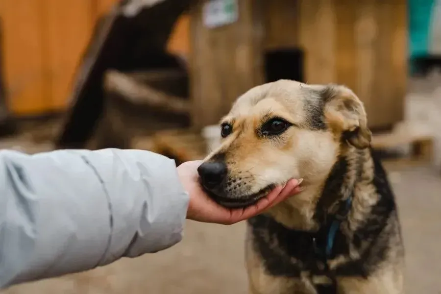 Ілюстроване фото. Собак зранку перед стерилізацією не можна годувати