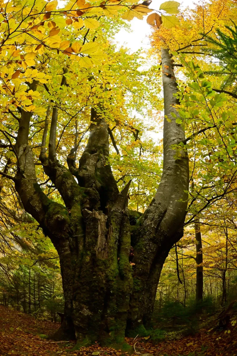 Це дерево стало зеленим серцем науково-пізнавальної стежки «Греготи Горган»