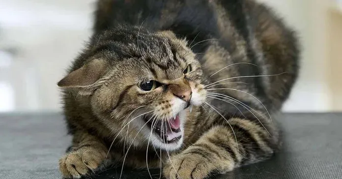 Ілюстроване фото. У 2025 році фахівці області зробили 456 проб на сказ