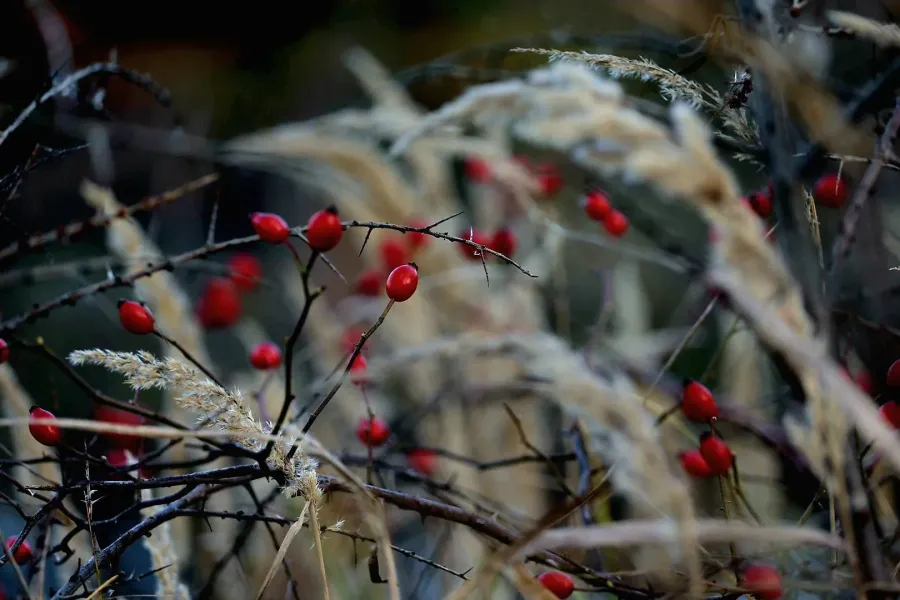 В очікуванні зими. Фото: Natali Kovalska/Фейсбук
