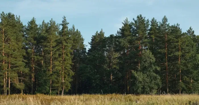 Ілюстроване фото. Тіло чоловіка скерують на судово-медичну експертизу