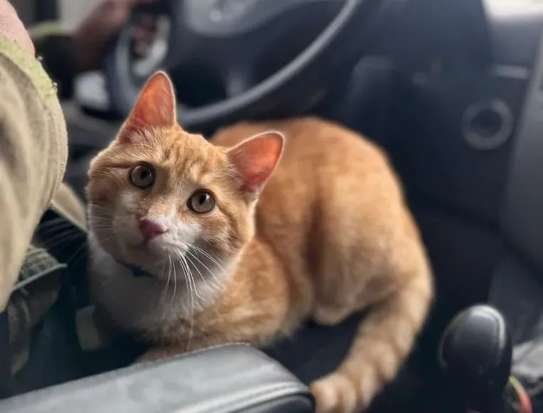 Котик 15 кілометрів виходив з бійцями з позицій на передовій