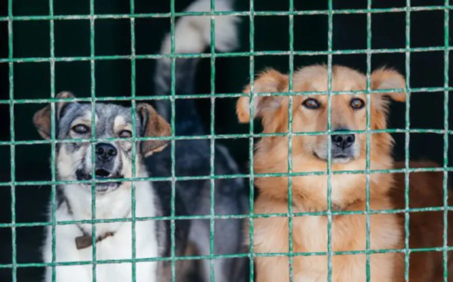 Ілюстроване фото.  Для собак кожна мисочка теплої каші — це шанс вижити