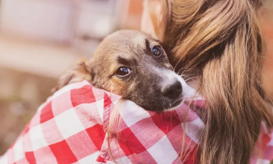 Ілюстроване фото. Цьогоріч у Калуській громаді простерилізували 362 собак і 159 котів