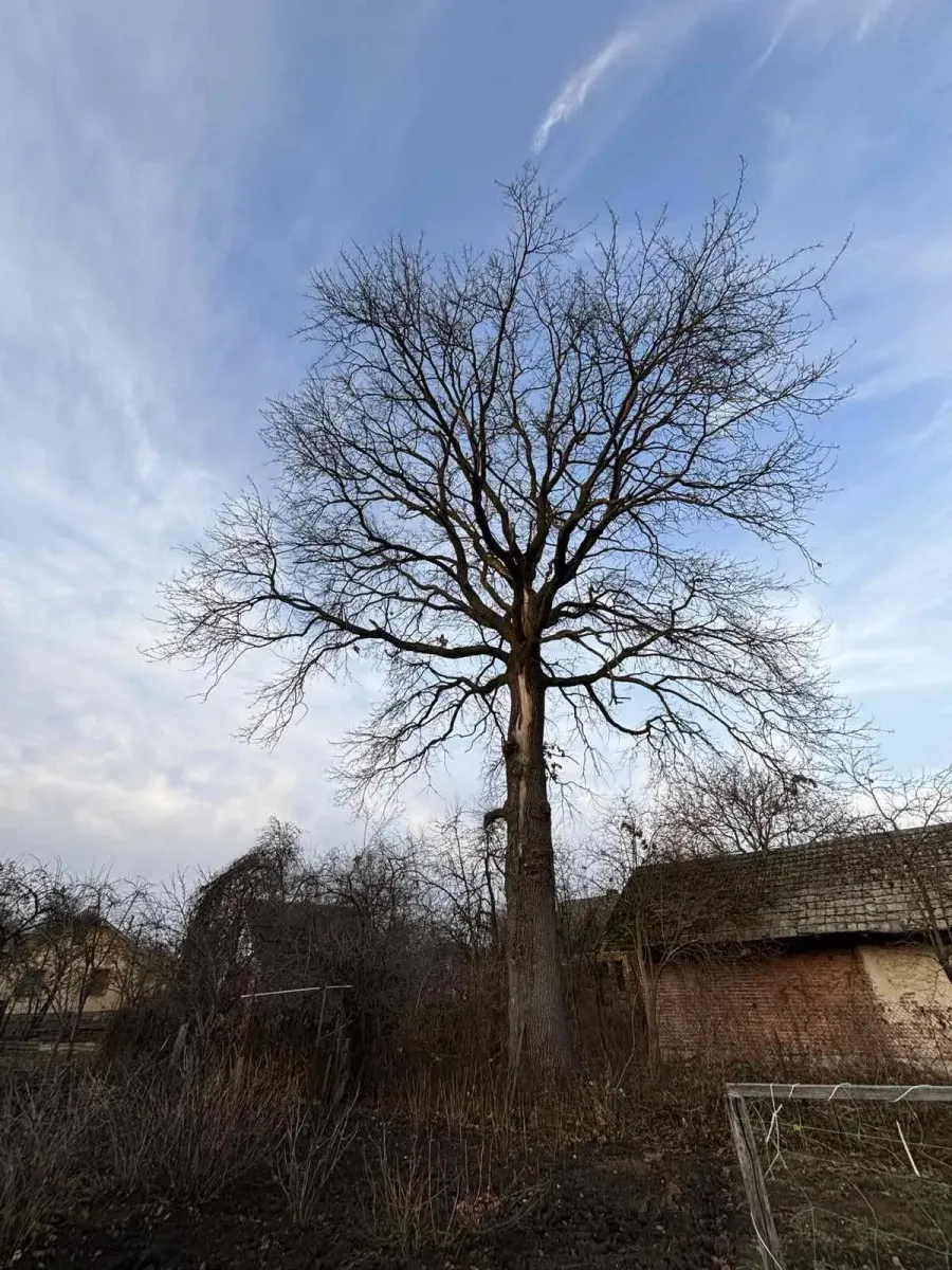 Дуб черешчатий: вид з вулиці Грушевського у Галичі
