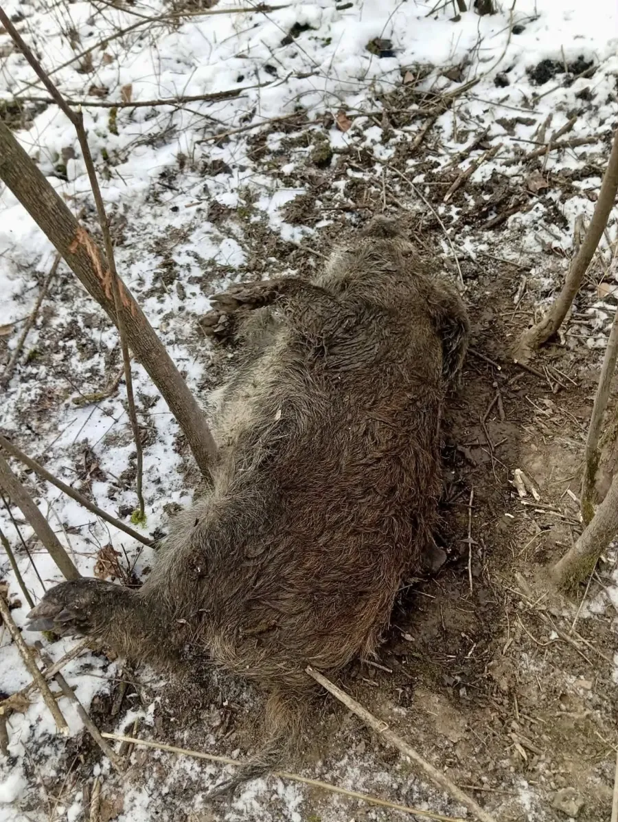 На одному місці виявили три трупи диких кабанів. Фото: Роман Клим/Фейсбук