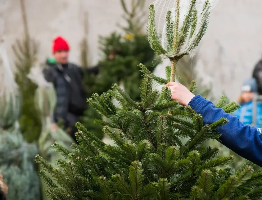 Ілюстроване фото. У Коломиї ялинки використають як біопаливо для комунальних котелень