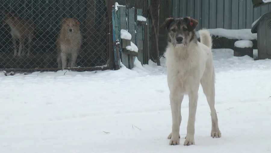 Ілюстроване фото. В притулку для собак "Дім Сірка" дуже не вистачає корму для собак
