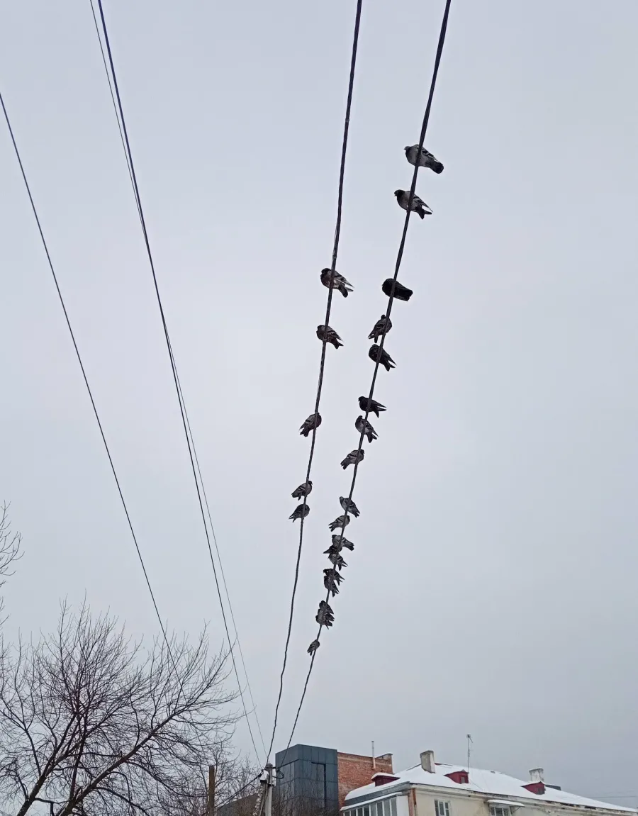 Середня місячна температура очікується на рівнині -1,4⁰ С морозу. Ілюстроване фото: Ірина Дідошак/Фейсбук