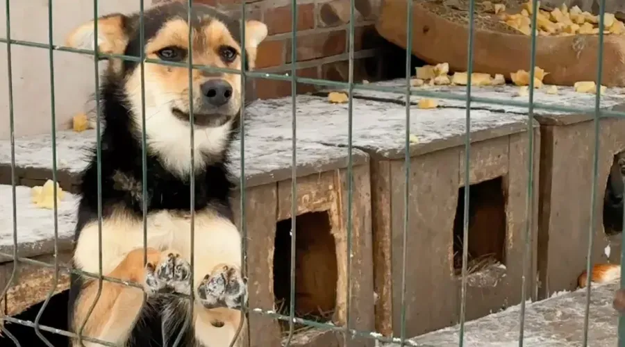 Волонтери вирушають до притулку для собак "Дім Сірка", щоб допомогти тваринам