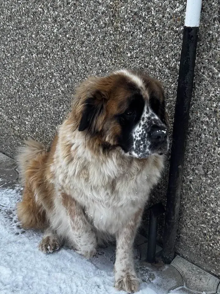 Рятувальники не злякалися розмірів собаки