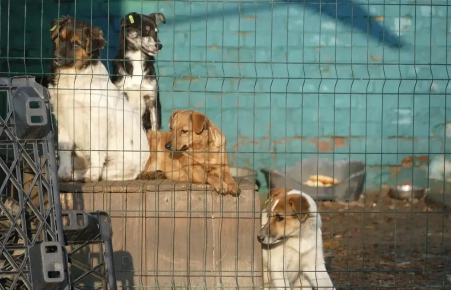 Один із закладів вищої освіти вже запропонував постачати у прихисток харчі