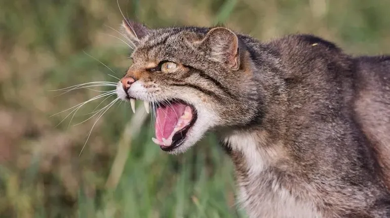 Ілюстроване фото. Карантинні обмеження діятимуть у Вовчинці впродовж 60 днів