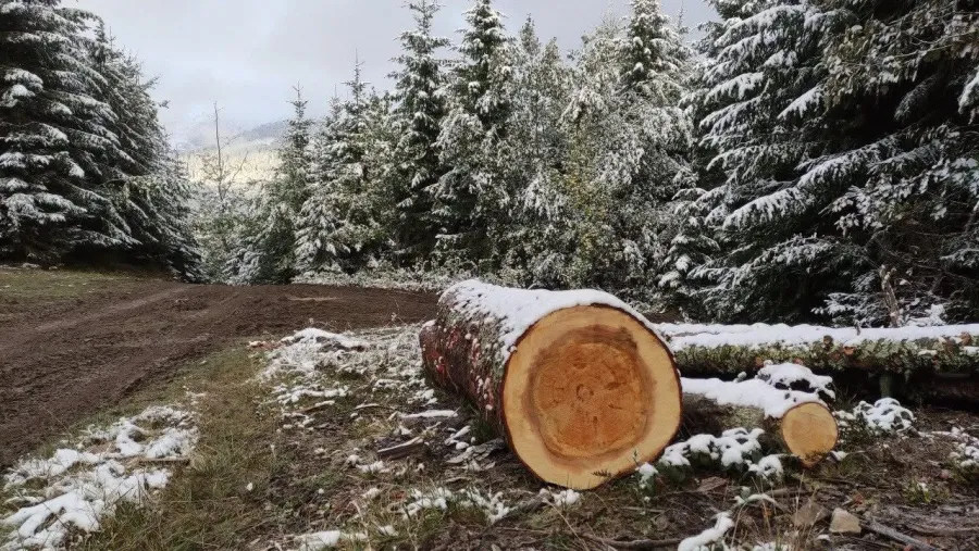 Ілюстроване фото. У Космацькій громаді незаконно вирубали два десятки дерев 