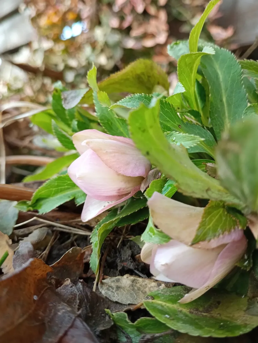 Ранні квіти. Фото: Ірина Дідошак