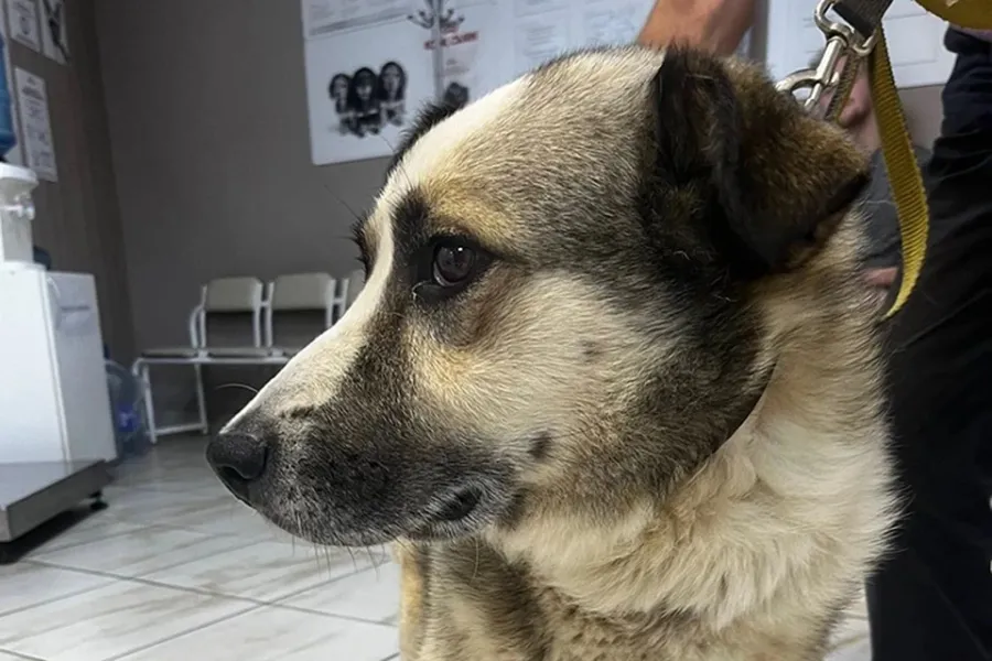 Ілюстроване фото. З 9 березня у Калуші мешканці зможуть безкоштовно стерилізувати собак