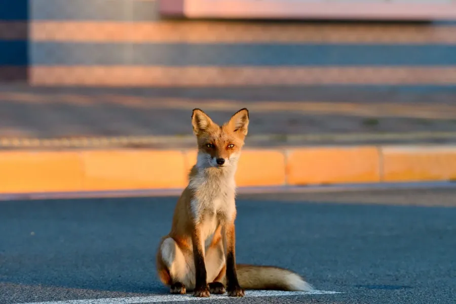 Ілюстроване фото. Мисливці скаржаться, що не можуть закупити патронів на відстріл лисиць