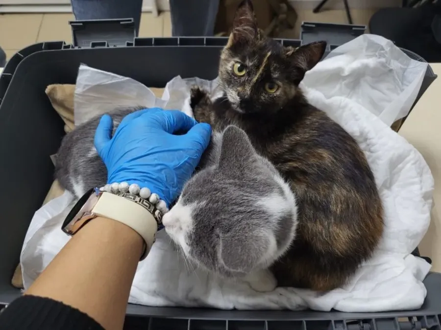 Ілюстроване фото. У 2026 році офіційно зафіксовано три випадки сказу серед домашніх тварин