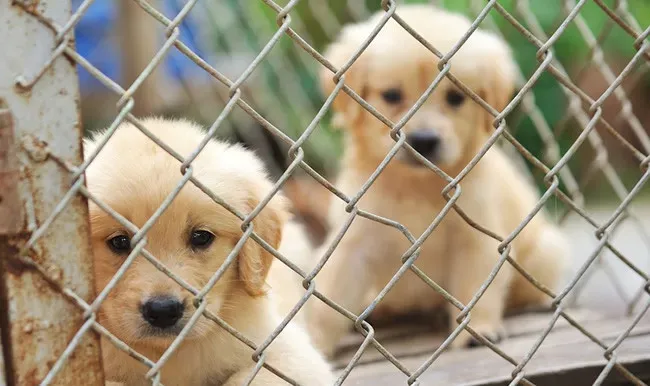 Ілюстроване фото. Учасники толоки зможуть познайомитися з чотирилапими мешканцями притулку