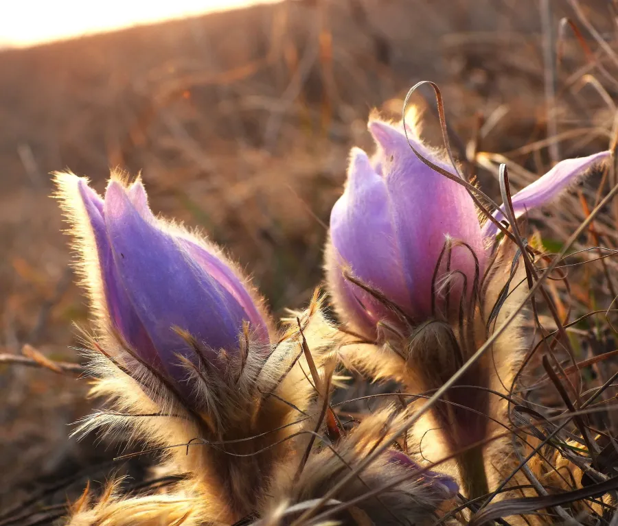 Сон-трава цвіте на Касовій горі. Фото: Олександра Бучко