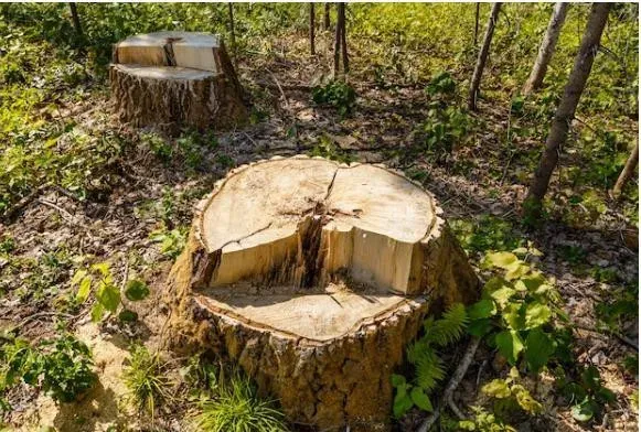 Ілюстроване фото. Прокуратура стягує з лісового підприємства 4 млн грн збитків