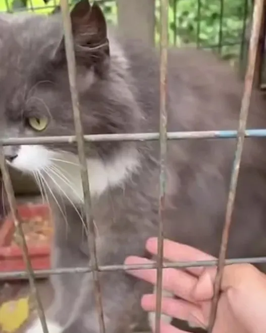 На відео показують клітки з котами та собаками. Фото: скрін із відео